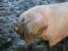 Jeune porc blanc de l