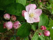 Fleur de pommier