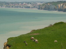 Vaches normandes 