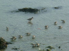  Chevalier gambette et bécasseaux sanderling 