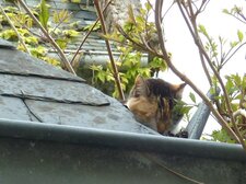 Chat perché