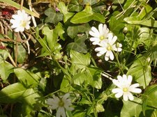Stellaires 