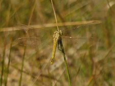 Sympetrum de Fonscolombe Sympetrum fonscolombii sous réserve 