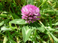 Trèfle des prés (trifolium pratensis)