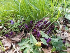 Lathraea clandestina