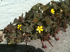 Oxalis ?