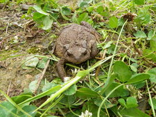 Crapaud