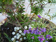 Pot de fleurs