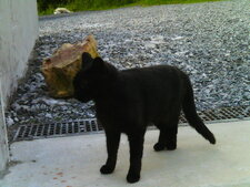 Neska