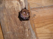 Chauve souris et son petit