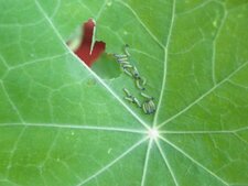 Feuille de capucine (suite)