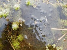 Oeufs de crapaud ou grenouille