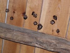 Chauve-souris basques