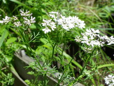 Achillée millefeuilles
