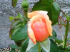Petite rose