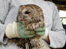 Chouette hulotte - Strix aluco