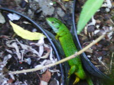 Un lézard vert