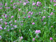 Fleurs de trèfle