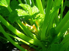 Fleur de courgette
