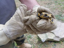 Salamandre
