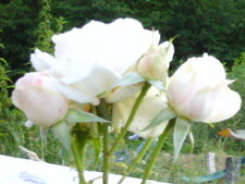 Rose blanche