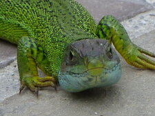 Lézard vert