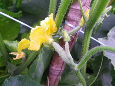 Petit cornichon