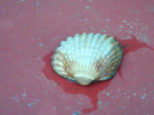 Coquillage