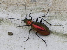 Insecte à identifier svp