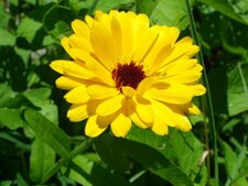 Calandula officinalis