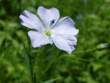 Fleur de lin