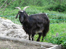 Chèvre pyrénéenne