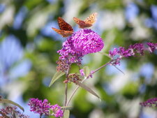Arbre à ... papillons !