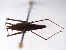 Gerris gillettei