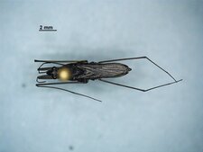 Gerris insperatus femelle