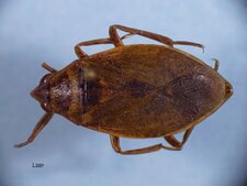 Belostoma flumineum
