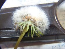 Le pissenlit dandelion à la loupe