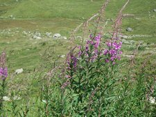 Epilobe en épi, Epilobium angustifolium