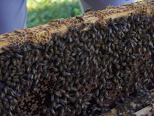 Apis mellifera
