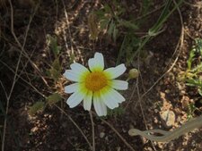 Chrysanthème couronné