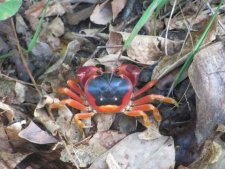 Crabe Touloulou - Gecarcinus lateralis