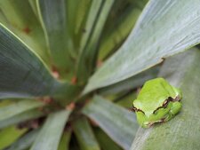 Rainette verte - Hyla arborea