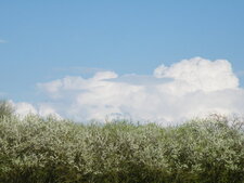 Mirabelliers "rustiques" et cumulonimbus