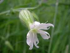 Compagnon blanc - Silene alba