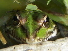Grenouille dans son bassin