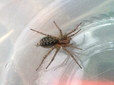 Eratigena atrica
