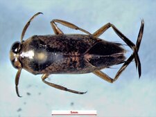 Notonecta irrorata
