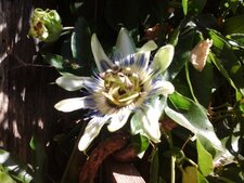 Fleur de Passiflore