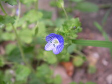Véronique des champs - Veronica arvensis