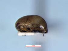 Neoplea striola